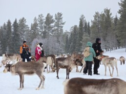 Renas en Finlandia